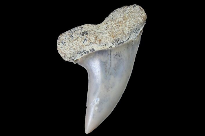 Fossil Shark Tooth (Carcharodon planus) - Bakersfield, CA #178290